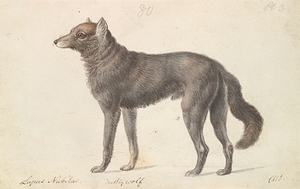 Black Wolf [1837] by Charles Hamilton Smith [1776–1859]